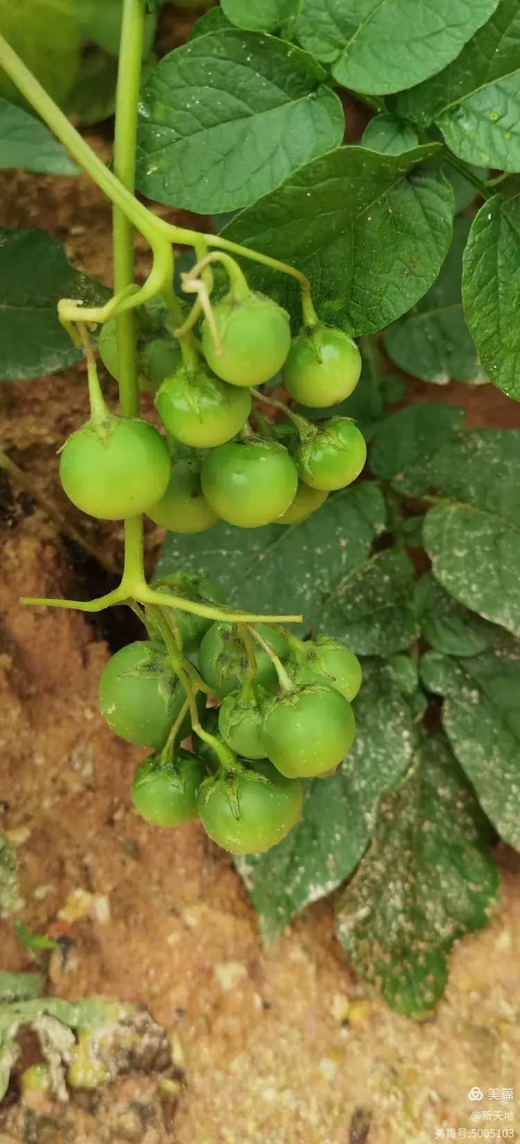 植物观赏 马铃薯果实